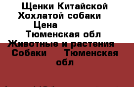 Щенки Китайской Хохлатой собаки  › Цена ­ 15 000 - Тюменская обл. Животные и растения » Собаки   . Тюменская обл.